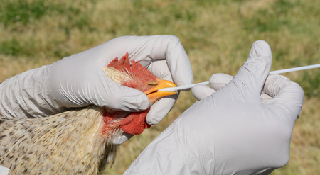 Swabbing barred rock mix breed rooster to test for avian influenzaの写真素材