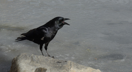 American crow cawing while standing on ice of frozen winter lake