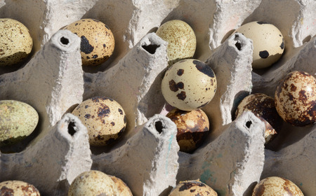 Close up of quail eggs in egg cartonの写真素材