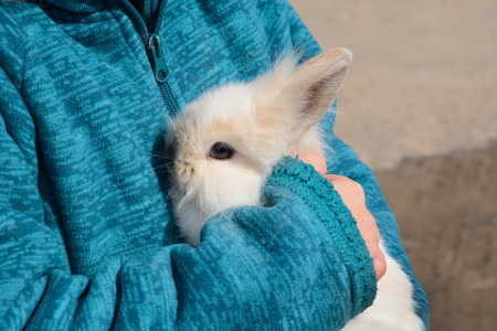 Young woman holding baby lionhead rabbit in her armの写真素材