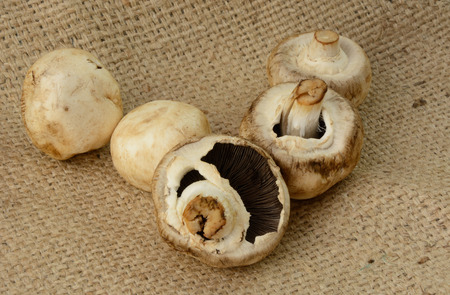 Raw whole white button mushrooms on burlapの写真素材