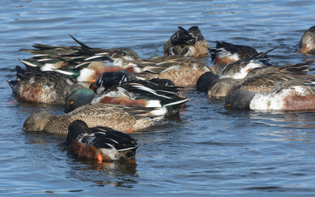Northern Shoveler Ducks swiming in circle and eatingの写真素材