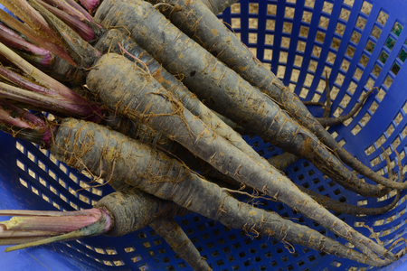 Close up of freshly harvested and rinsed purple baby carrots in colanderの写真素材