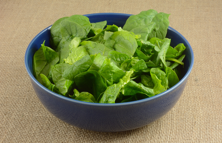 Rinsed and cleaned raw spinach in blue bowl on burlapの写真素材
