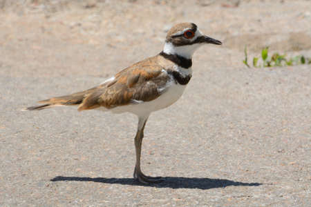 Killdeer bird or Charadrius vociferus standing in rural parking lot or roadの写真素材
