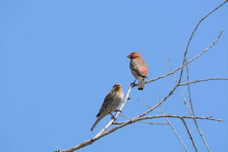 Two house finch birds or Haemorhous mexicanus perched on bare tree branches against blue sky showing...