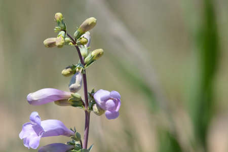 Lavender large beardtongue or Penstemon grandiflorus wildflowers blooming and buds opening in...