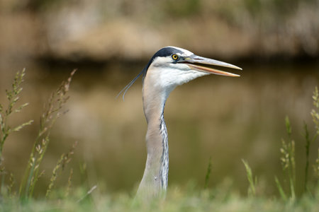 Portrait of Great Blue Heron or Ardea herodias moving throat muscles by side of streamの写真素材