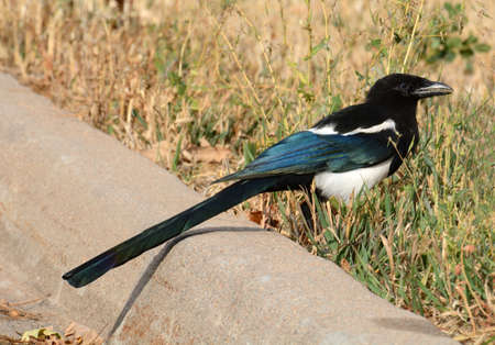 Magpie (Pica pica) perched on the ground.の写真素材