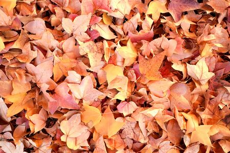 Falling maple leaves in autumnの写真素材