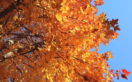 Yellow leaves of a maple tree canopyの写真素材