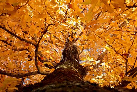 Inside the canopy of a maple tree in autumn seasonの写真素材