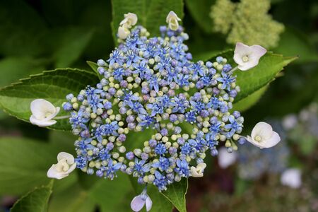 Hydrangea macrophylla, Japan's native hydrangeaの写真素材