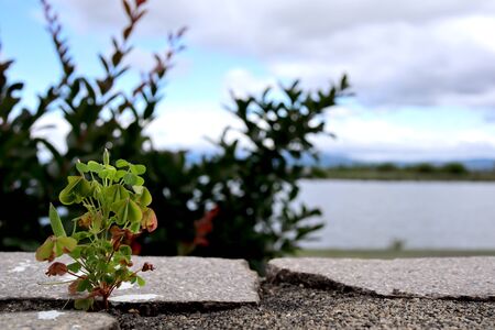 Seedling growing in summerの写真素材