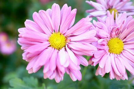 Pink aster bloomingの写真素材