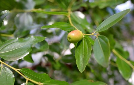 Ziziphus jujuba (Chinese date) leaves and fruitの写真素材