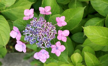 Pink hydrangea blooming during summerの写真素材
