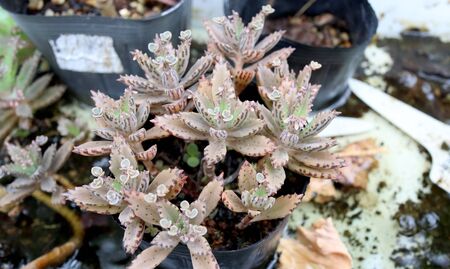 Bryophyllum sp. with buds growing from its leaf-like stemの写真素材