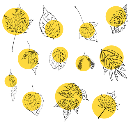 Autumn vector set with leaves. botanical elements for decoration. Oak, maple, chestnut leaf drawing.のイラスト素材