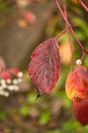 Close up of red tree leaf in autumn colors.の写真素材