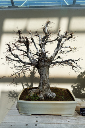 Elegant bold bonsai tree in a small pot closeup, sunlit. Japanese traditional art form.の写真素材
