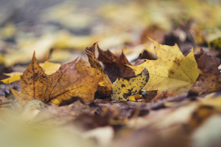 Colorful autumn leaves on the ground macro shot, selective focus, bokeh backgroundの写真素材