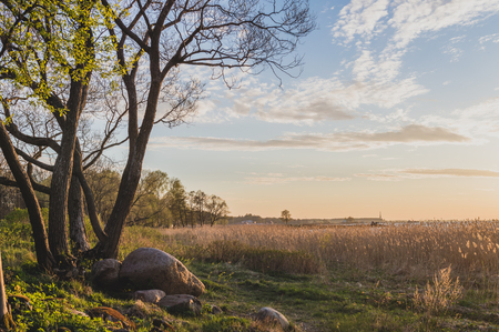 Golden hour spring park landscape, Park Aleksandria, Saint-Petersburgの写真素材
