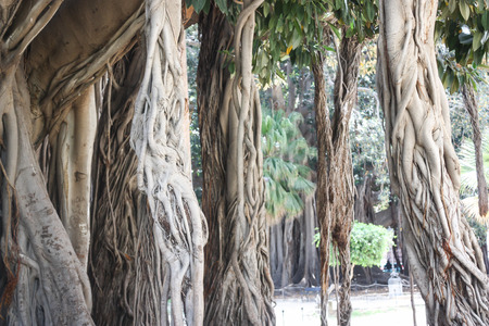 A very giant tree, Ficus Macrophylla, at Botanical Garden in Palermo, Sicily, Italyの写真素材
