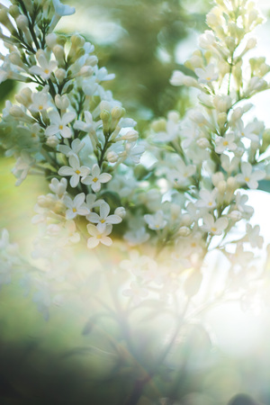 Blooming bird-cherry flowers closeup with bokeh background, spring vibes, selective focus.の写真素材
