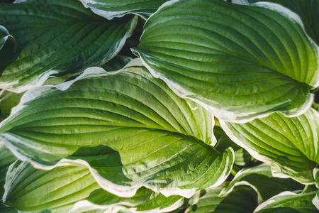 Sunlit green leaves texture natural background closeup.