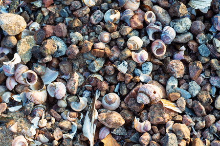 Sea shore texture background with little stones and shells in light of setting sun,  selective...