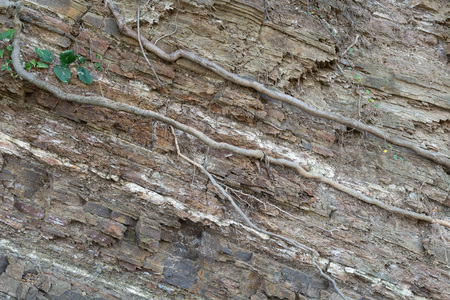 Natural wall texture with soil, stones and tree roots closeup, background.の写真素材