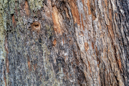 Old wood tree texture natural background pattern with green moss.の写真素材