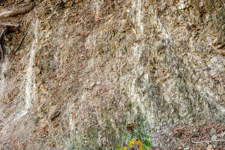 Natural wall texture with soil, stones and tree roots closeup, background.の写真素材