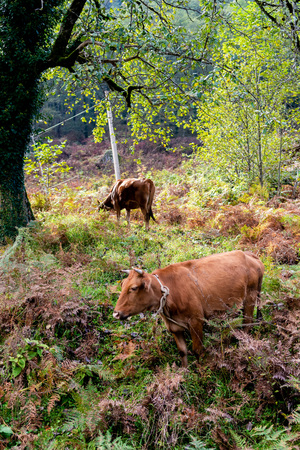 From above view of few beautiful cows walking and pasturing on meadow of countryside in mountains of Adjara, Georgiaの写真素材