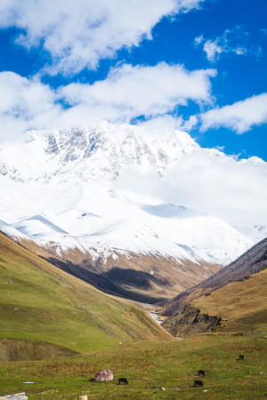 Beautiful view of Shkhara Glacier valley and snowy peak from Ushguli village, the highest mountain in Georgia, with clouds against blue sky and cows in the meadow. Svaneti, Caucasus.の写真素材