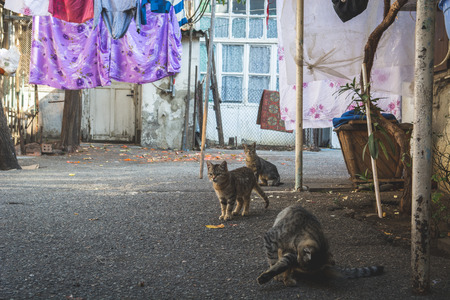 Cat sitting on the ground in a typical georgian yard with colourful clothes and linen drying on a string, Tbilisi, Georgia.の写真素材