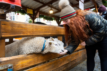 Prague, Czech Republic - December 2018: A girl feeding white furry sheep behind wooden fence on celebration of Christmas on market in Pragueのeditorial素材