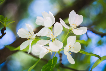 Blooming apple tree flowers closeup with bokeh background, macro spring vibes, selective focus, shallow depth of fieldの写真素材
