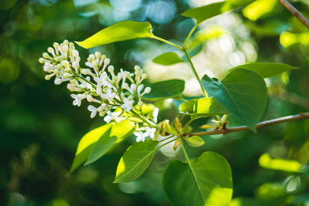 Blooming lilac flowers closeup with bokeh background, spring vibes, selective focusの写真素材
