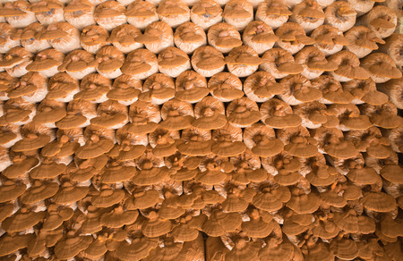 Lingzhi mushrooms growing in mushroom farmの写真素材