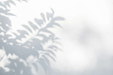 Leaf shadow on wall. Nature tropical leaves tree branch and plant shade with sunlight from sunshine...