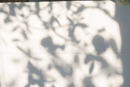 Shadow and light from sunlight of natural leaves tree branch on white wall. Nature blurred...