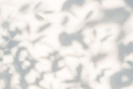 Light shadow of Leaf and tree branch abstract blurred background.  Natural leaves shadows and...