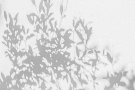 Leaves shadow and light background. Natural leaves tree branch and plant shadows with sunlight...