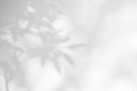 Leaves shadow and tree branch abstract background.  Natural leaves tree branch light bokeh shadows and sunlight dappled on white concrete wall texture for background wallpaper and any designの写真素材