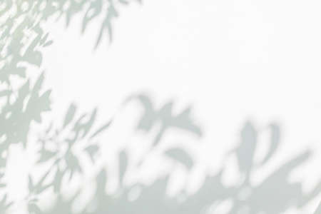 Shadow and light from sunlight of natural leaves tree branch on white wall. Nature blurred background. shadow overlay effect for foliage mockup, banner graphic layout, wallpaper and any designの写真素材