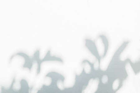 Leaves shadow and light background. Natural leaves tree branch shadows and sunlight dappled on white...
