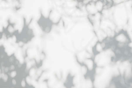 Light shadow of Leaves and tree branch background.  Natural leaves tree branch shadows and sunlight dappled on white concrete wall texture for background wallpaper and any designの写真素材