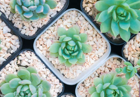 Cactus and succulent cactus plants on pot collection foliage with beautiful pattern floral arrangement nature backdrop background, desert plants blooming in beautiful pattern, top viewの写真素材